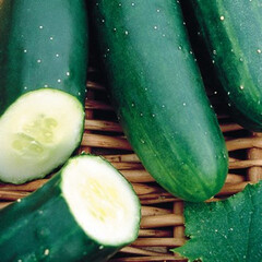 Cucumis sativus