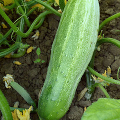 Cucumis sativus bush slicer