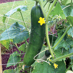 Cucumis sativus dvir