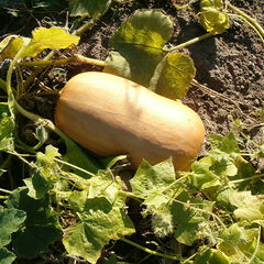 Cucurbita moschata