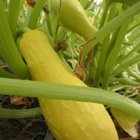 Cucurbita pepo yellow crookneck