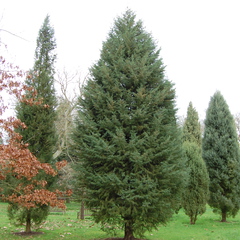 Cupressus arizona var glabra