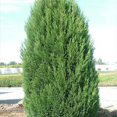 Cupressus leylandii