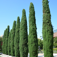 Cupressus sempervirens