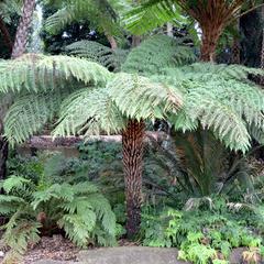 Cyathea australis