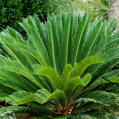 Cycas revoluta