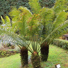 Cycas rumphii