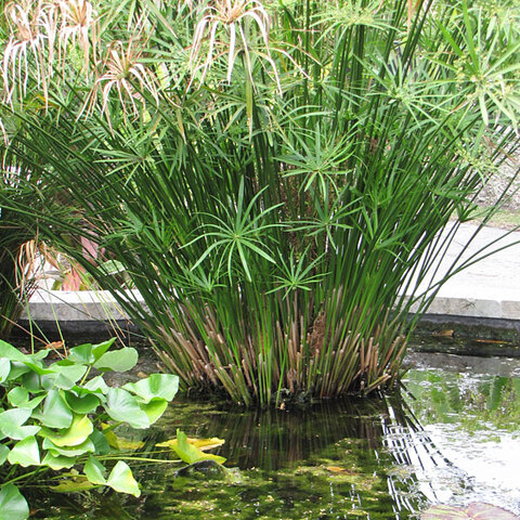 Cyperus papyrus