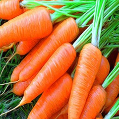 Daucus carota babette