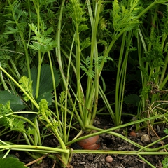 Daucus carota subsp sativus negovia