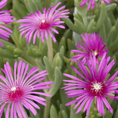 Delosperma cooperi