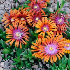 Delosperma fire spinner