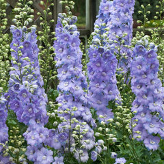 Delphinium