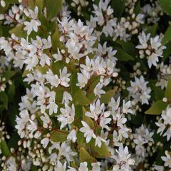 Deutzia gracilis nikko