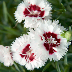 Dianthus coconut surprise