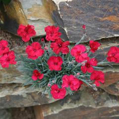 Dianthus fusilier