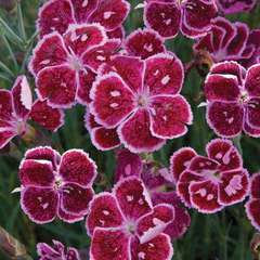 Dianthus hybrid