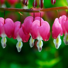 Dicentra spectabilis