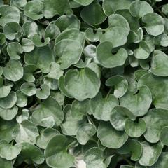 Dichondra hybrid