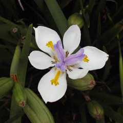 Dietes vegeta