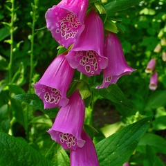 Digitalis purpurea
