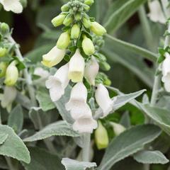 Digitalis purpurea silver fox