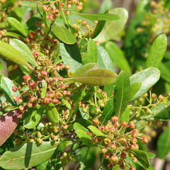 Dodonaea viscosa