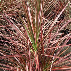 Dracaena marginata