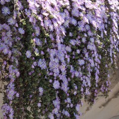 Drosanthemum candens