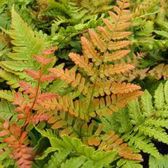 Dryopteris erythrosora