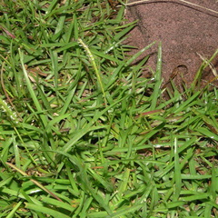 Eremochloa ophiuroides