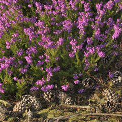 Erica cinerea