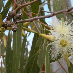 Eucalyptus