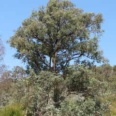 Eucalyptus polyanthemos