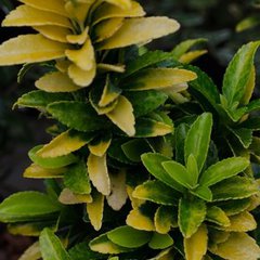 Euonymus