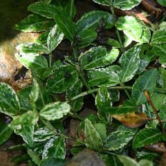 Euonymus fortunei