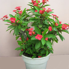 Euphorbia milii