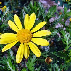 Euryops pectinatus