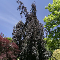 Fagus sylvatica purple fountain