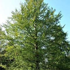 Fagus sylvatica rotundifolia