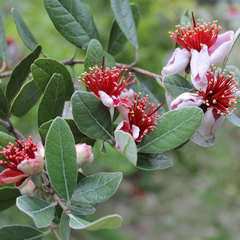 Feijoa sellowiana