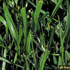 Festuca arundinacea