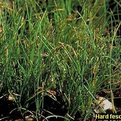 Festuca longifolia