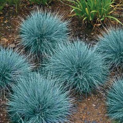 Festuca ovina glauca