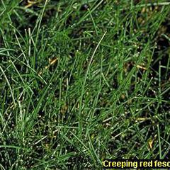 Festuca rubra