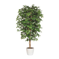 Ficus benjamina