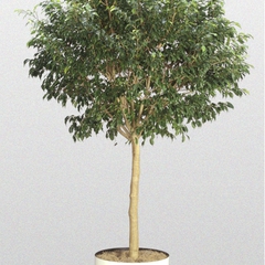 Ficus benjamina monique