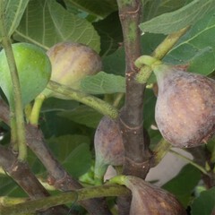 Ficus carica ischia