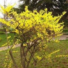 Forsythia suspensa