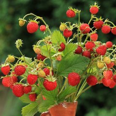 Fragaria ananassa